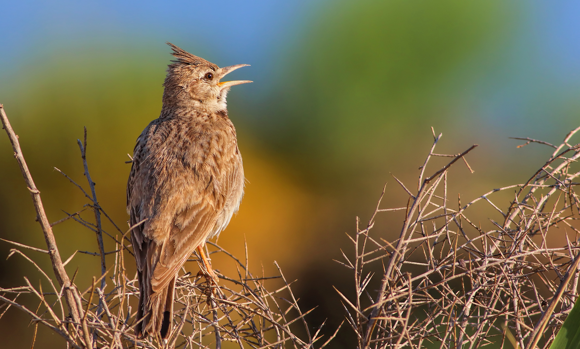 Crested Lark